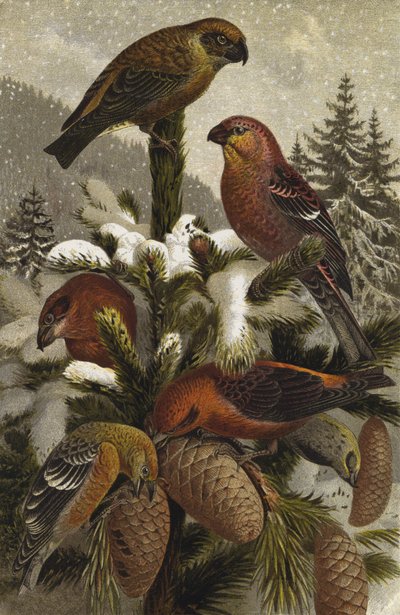 Crossbill and Pine Grosbeak by European School